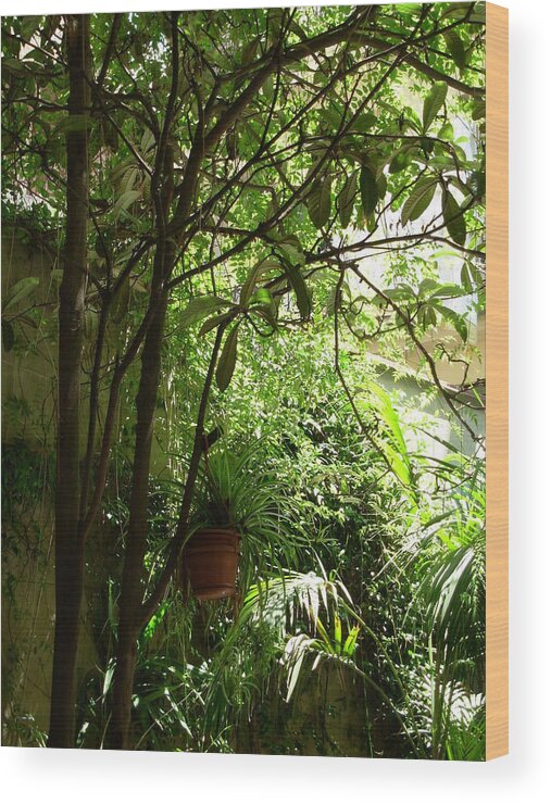 Canvas Print Wood Print featuring the photograph Hanging Plant by Sophia Landau