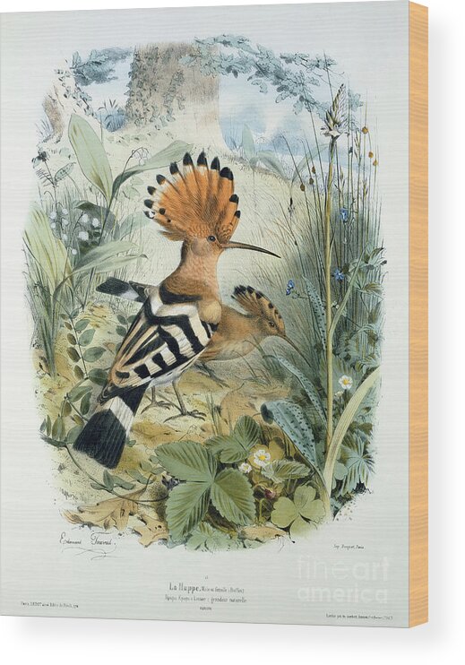 Hoopoe (upupa Epops) (colour Litho) By Edouard Travies (1809-c.1865) Wood Print featuring the painting Hoopoe, Upupa Epops by Edouard Travies