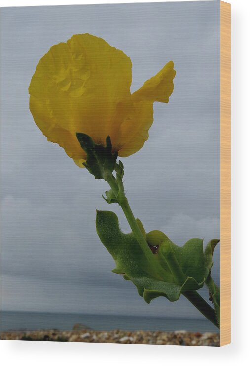 Horned Poppy Wood Print featuring the photograph Horned Poppy by John Topman