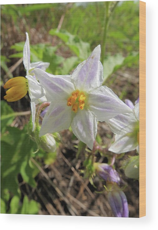 Flower Wood Print featuring the photograph Horse Nettle by Scott Kingery