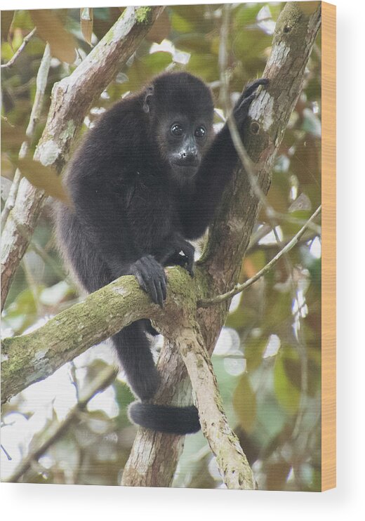 Howler Monkey Wood Print featuring the photograph Howler by Jessica Levant