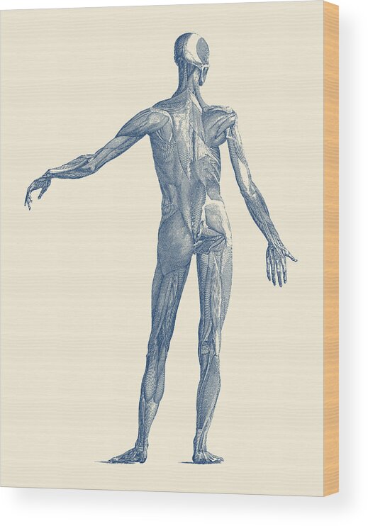 Skeleton Wood Print featuring the drawing Human Muscular System - Vintage Anatomy Poster by Vintage Anatomy Prints
