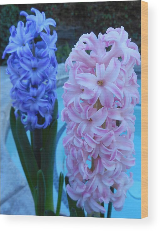 Flowers Wood Print featuring the photograph Hyacinth 1 by Ron Kandt