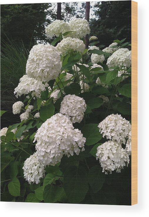 Flowers Wood Print featuring the photograph Hydrangeas by Ferrel Cordle