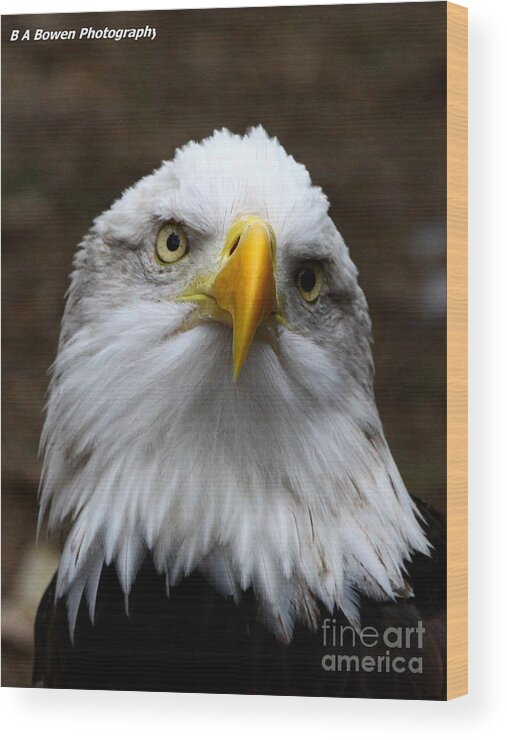 American Bald Eagle Wood Print featuring the photograph Inquisitive Eagle by Barbara Bowen