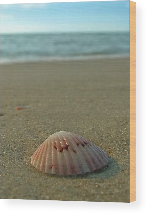 Beach Wood Print featuring the photograph Iridescent Seashell by Juergen Roth