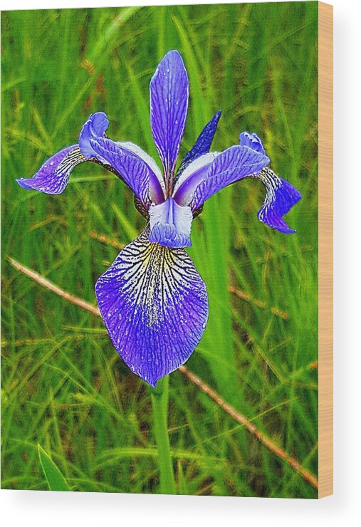 Lupins Wood Print featuring the photograph Iris by Michael Graham