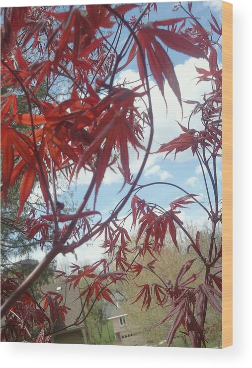 2011 Wood Print featuring the photograph Japanese Maple Leafing Out by Tim Donovan