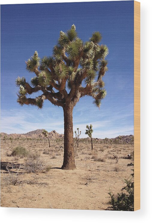 Joshua Tree Wood Print featuring the photograph Joshua by Cheryl Goodberg