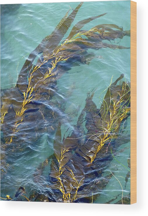 Monterey Bay Aquarium Wood Print featuring the photograph Kelp Patterns by Amelia Racca