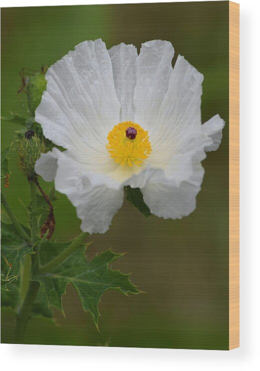 Poppy Wood Print featuring the photograph La Chula Wild Poopy by Sheri McLeroy