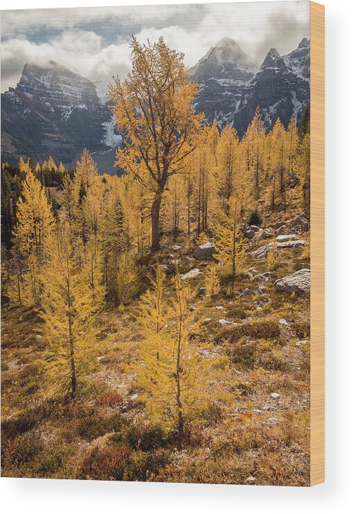 Larches Wood Print featuring the photograph Larch Family by Emily Dickey