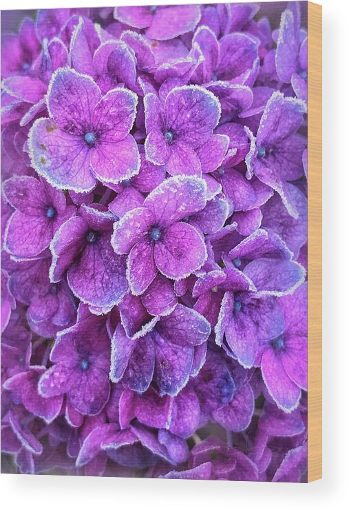 Delphinium Wood Print featuring the photograph Lavender Ice by Jill Love