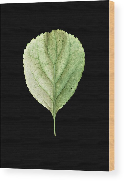 Leaves Wood Print featuring the photograph Leaf 19 by David J Bookbinder