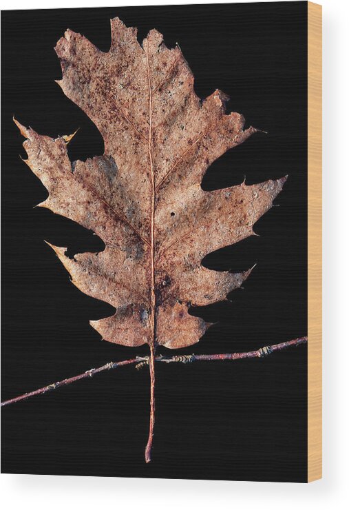 Leaves Wood Print featuring the photograph Leaf 22 by David J Bookbinder