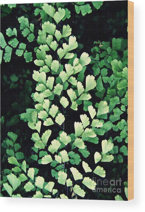 Leaf Wood Print featuring the photograph Leaf Abstract 15 by Sarah Loft