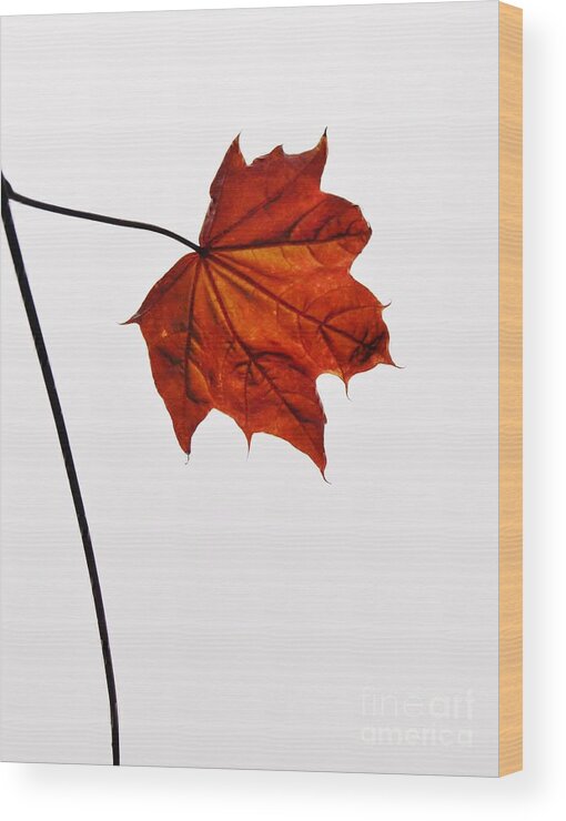 Leaf Wood Print featuring the photograph Leaf by Richard Brookes