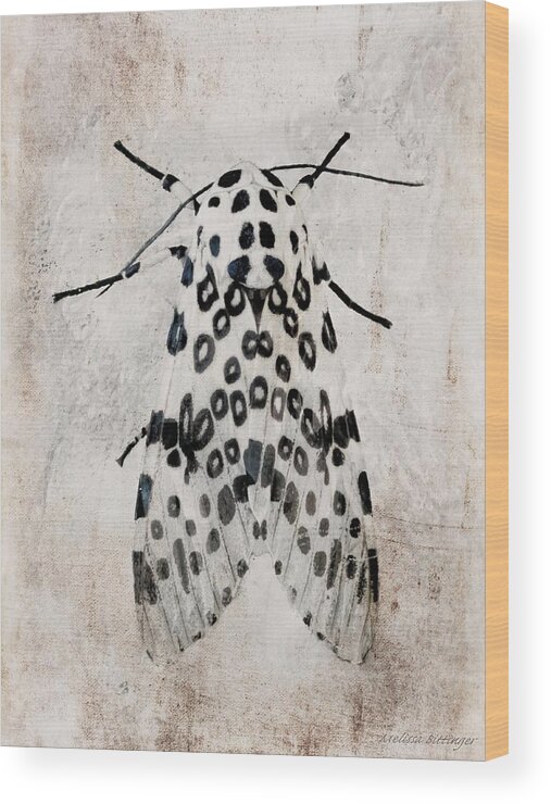 Giant Leopard Moth Wood Print featuring the photograph Leopard Moth Minimalist Nature by Melissa Bittinger