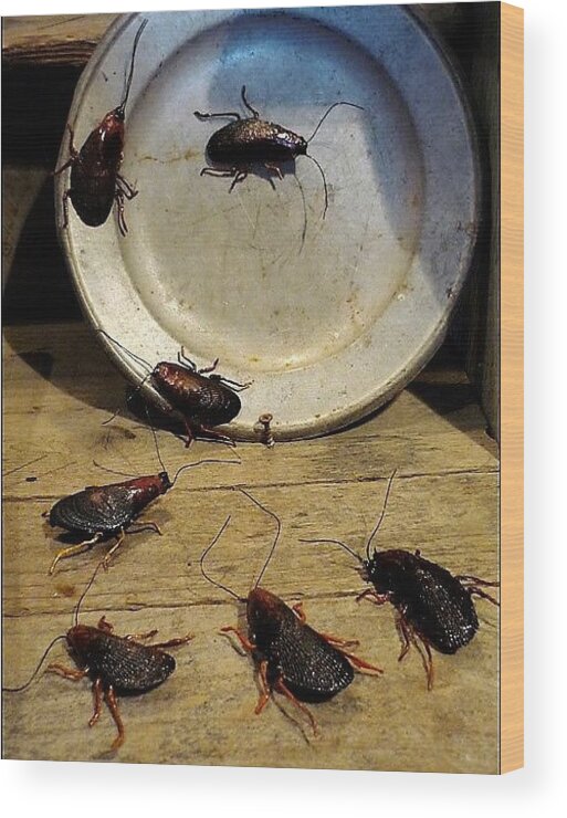 Roaches Wood Print featuring the mixed media Licking it Clean by R Allen Swezey