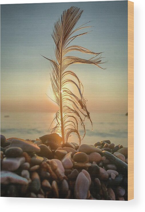 Feather Wood Print featuring the photograph Lights by Terri Hart-Ellis