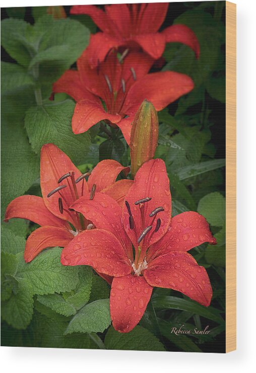 Lilies Wood Print featuring the photograph Lilies by Rebecca Samler