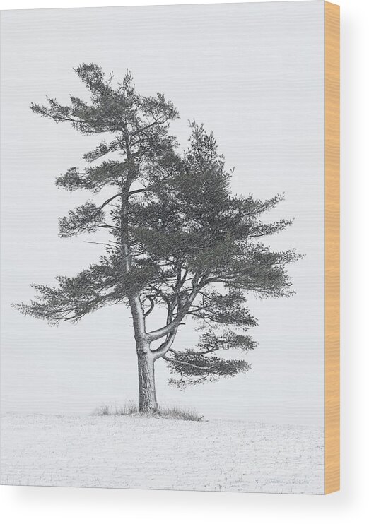 Pine Tree Wood Print featuring the photograph Lone Pine in Winter Storm by Barbara McMahon