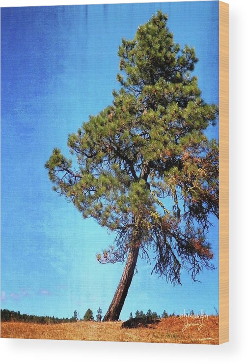 Tree Wood Print featuring the photograph Lone Pine by Jamie Johnson