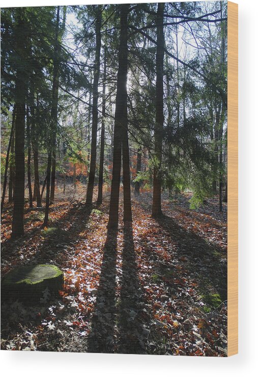 Peninsula State Park Wood Print featuring the photograph Long Shadows in the Woods by David T Wilkinson