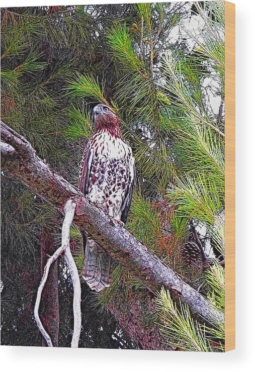 Red Tailed Hawk Wood Print featuring the photograph Looking For Prey - Red Tailed Hawk by Glenn McCarthy Art and Photography