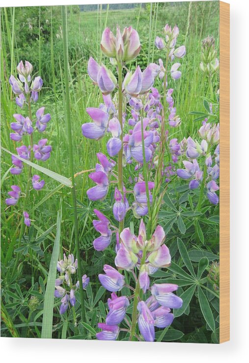 Streambank Lupine Wood Print featuring the photograph Lupine Time by I'ina Van Lawick
