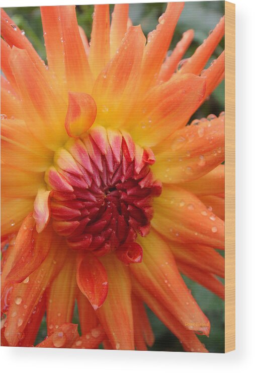 Flower Wood Print featuring the photograph Luscious by Donna Blackhall