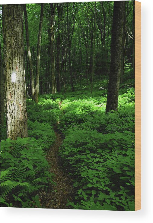 Lush Green At 2 Wood Print featuring the photograph Lush Green AT 2 by Raymond Salani III