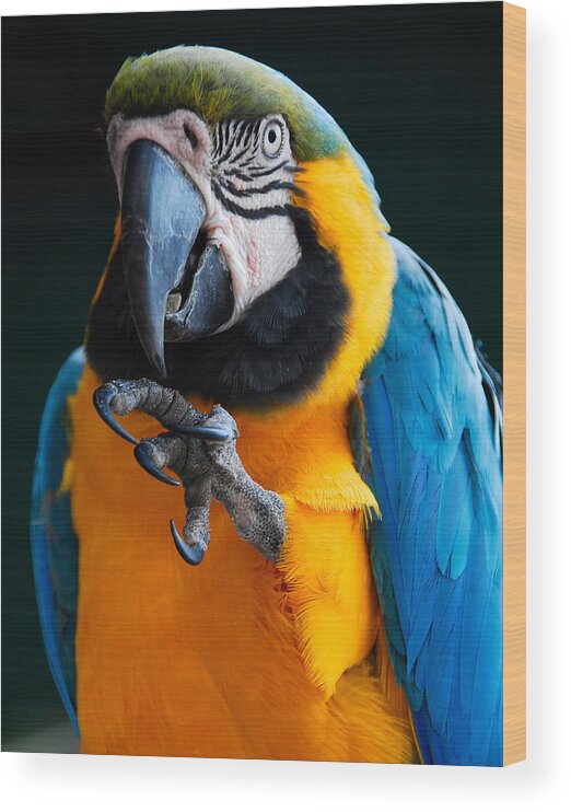 Bird Wood Print featuring the photograph Macaw by Harry Spitz