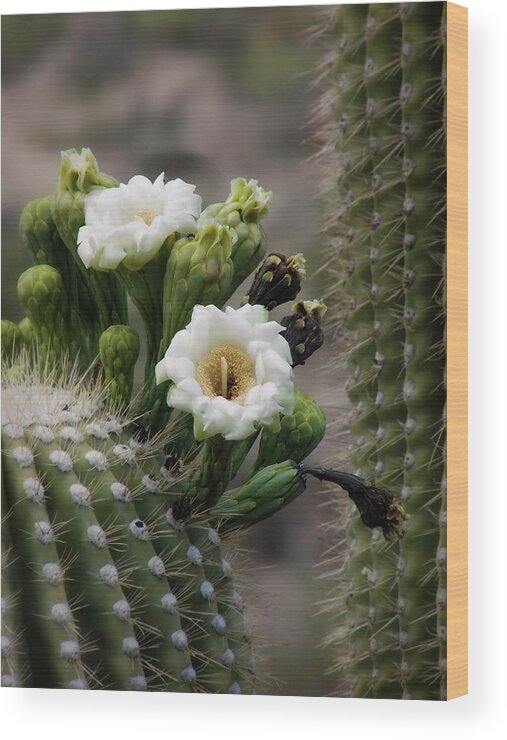 Arizona Wood Print featuring the photograph Magnificant Bloom of the Saguaro by Lucinda Walter