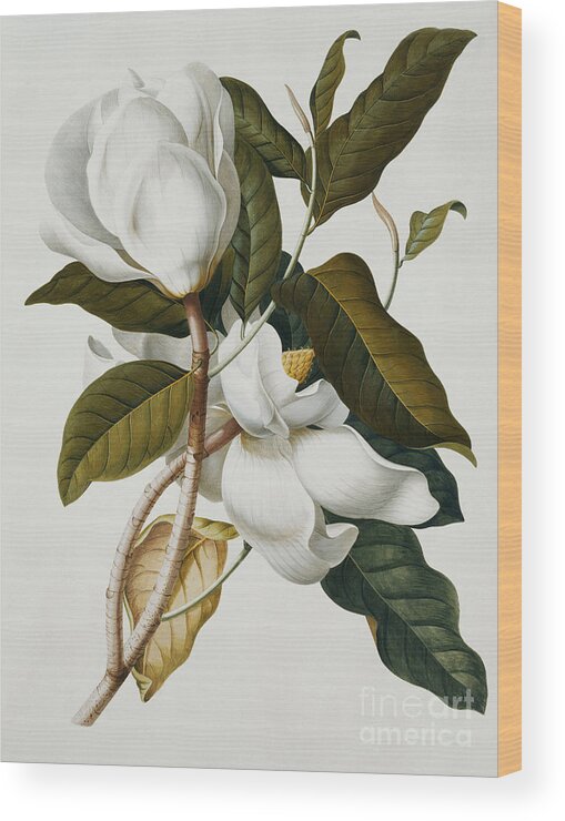 Magnolia Wood Print featuring the painting Magnolia by Georg Dionysius Ehret