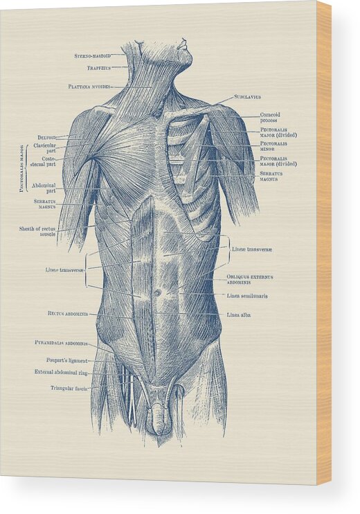 Male Muscular System Wood Print featuring the drawing Male Upper Body Muscular System - Vintage Anatomy by Vintage Anatomy Prints