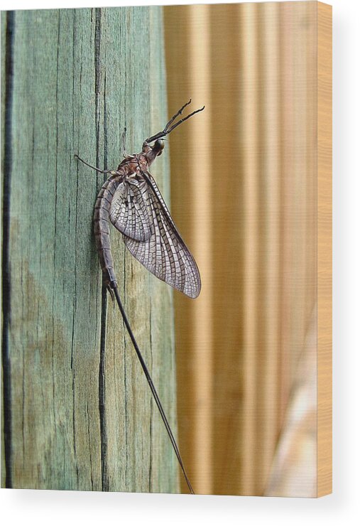 Macro Photography Wood Print featuring the photograph Mayfly 000 by Christopher Mercer