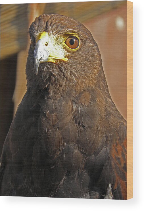 Animal Wood Print featuring the photograph Mighty Hawk by Elizabeth Hoskinson