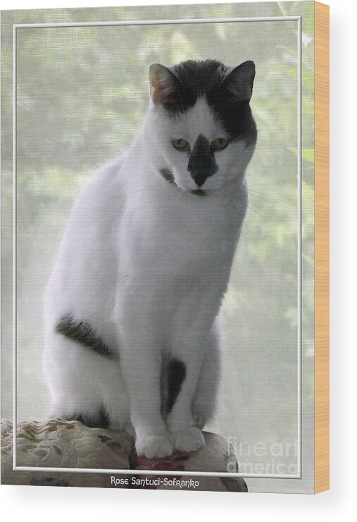 Cat Wood Print featuring the photograph Miss Jerrie Cat with Watercolor Effect by Rose Santuci-Sofranko