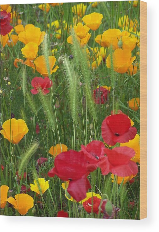 Poppies Wood Print featuring the photograph Mixed Poppies by Gene Ritchhart