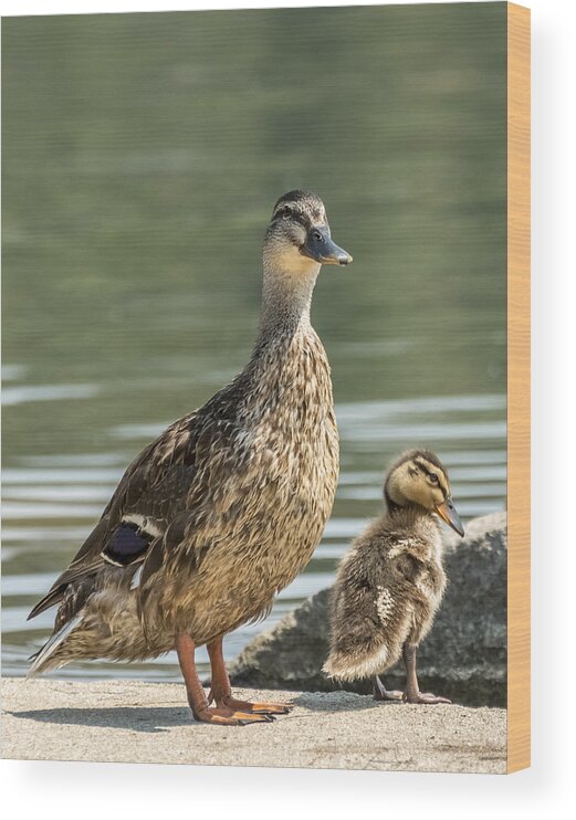 Loree Johnson Wood Print featuring the photograph Mom and Me by Loree Johnson