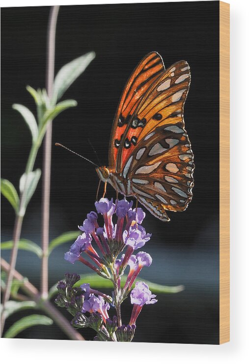 Monarch Butterfly Wood Print featuring the photograph Monarch on Butterfly Bush by Paula Ponath