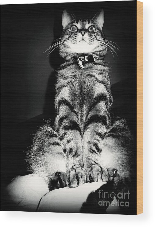 Cat Wood Print featuring the photograph Monty our precious cat by Jolanta Anna Karolska