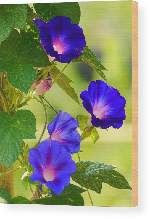 Morning Wood Print featuring the photograph Morning Glories In Bloom by Virginia White