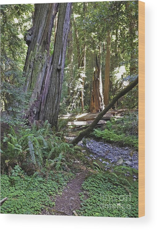 Trees Wood Print featuring the photograph Muir Woods Beauty by Joyce Creswell