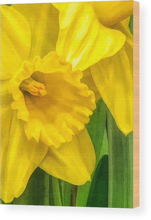 #narcissus Wood Print featuring the photograph Narcissus by Cornelia DeDona