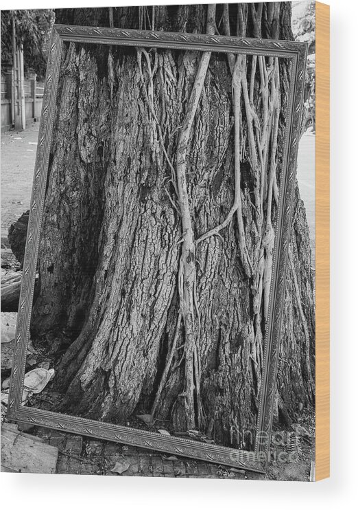 Tree Wood Print featuring the photograph Natural Framing by Dean Harte