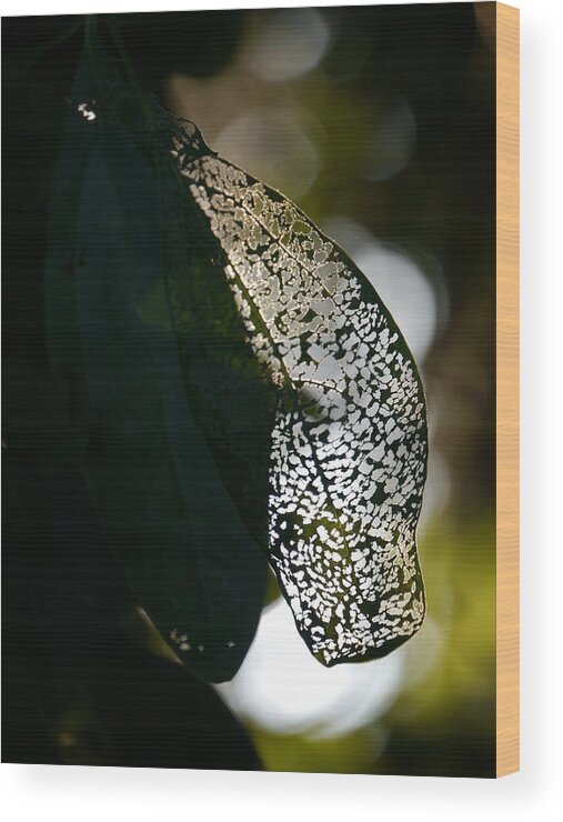 Sassafras Leaves Wood Print featuring the photograph Nature's lace by Jane Ford