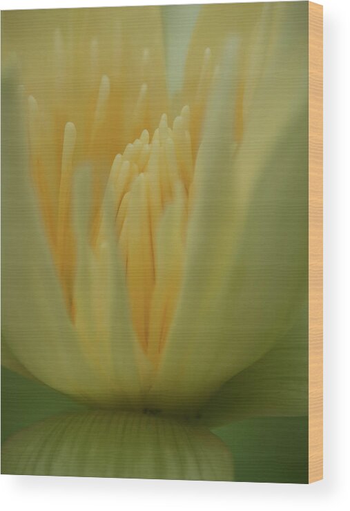 Flowers Wood Print featuring the photograph Natures Reflection by Stewart Helberg