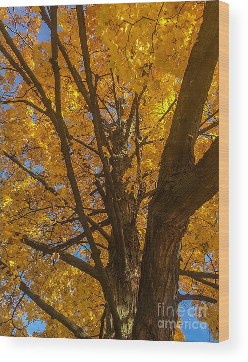 Michigan State University Wood Print featuring the photograph October Day by Joseph Yarbrough